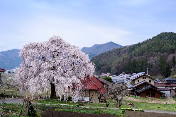2024年桜の開花・満開予想（第8回）を発表