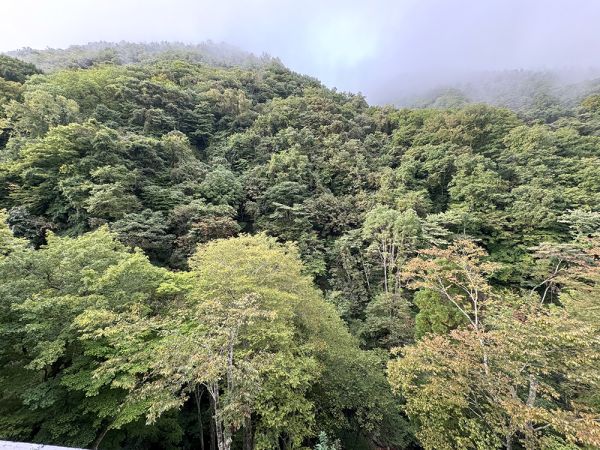 高山村・松川渓谷の紅葉情報2024　虫が苦手なお客様へのご案内