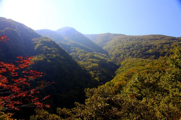 本日の紅葉