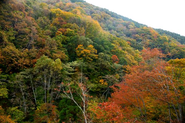 山田館「月見台」からの松川渓谷紅葉状態です。