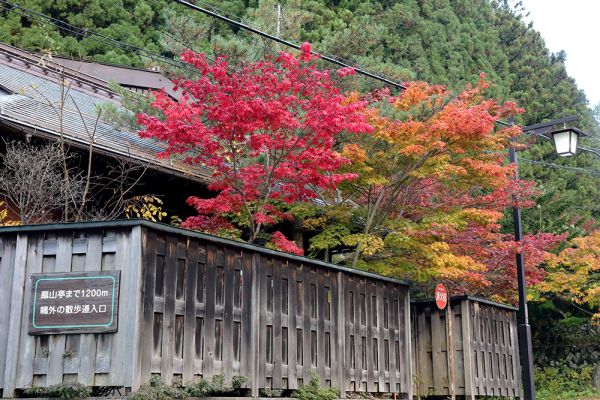 11月3日紅葉情報